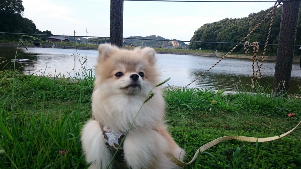 f:id:sibumekigd:20161006000453j:plain f:id:sibumekigd:20161006000453j:plain