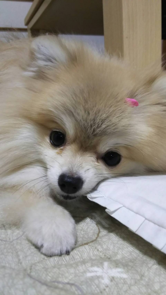 f:id:sibumekigd:20161006000522j:plain f:id:sibumekigd:20161006000522j:plain