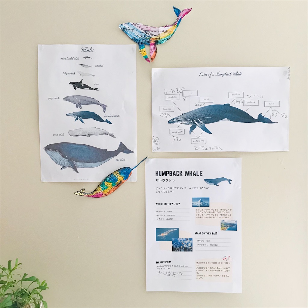 モンテッソーリの文化教育 クジラを学ぶ ３ ５歳 りんごがふたつ