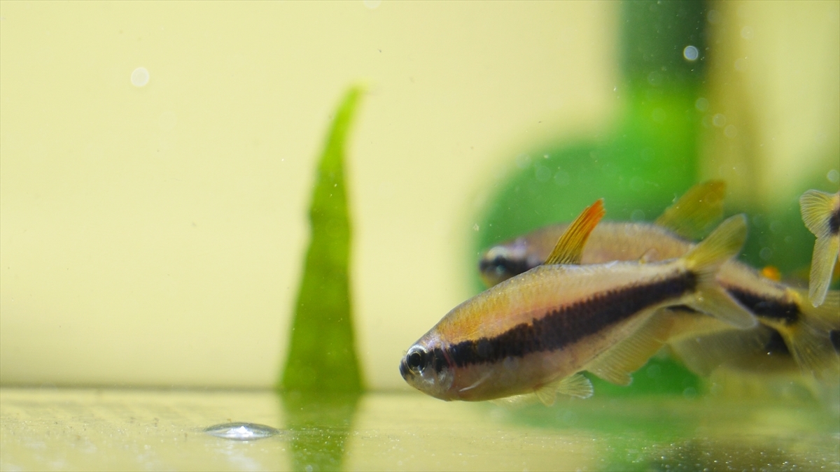 生体導入～インパイクティスケリーInpaichthys kerri - さいのじ 