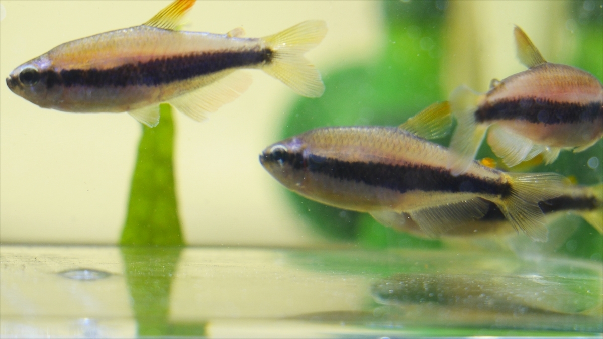 生体導入～インパイクティスケリーInpaichthys kerri - さいのじ 