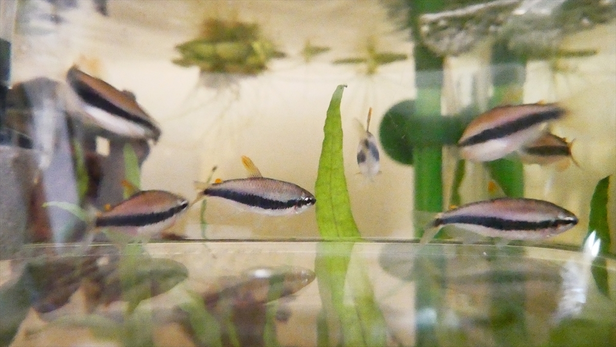生体導入～インパイクティスケリーInpaichthys kerri - さいのじ 