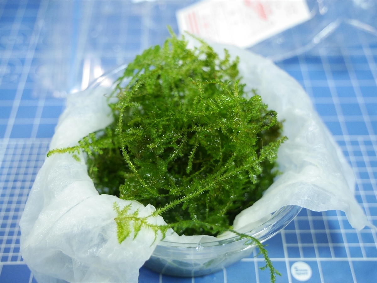 【第四種郵便】専用！活着水草流木　3点 第四種郵便】専用！活着水草流木 3点