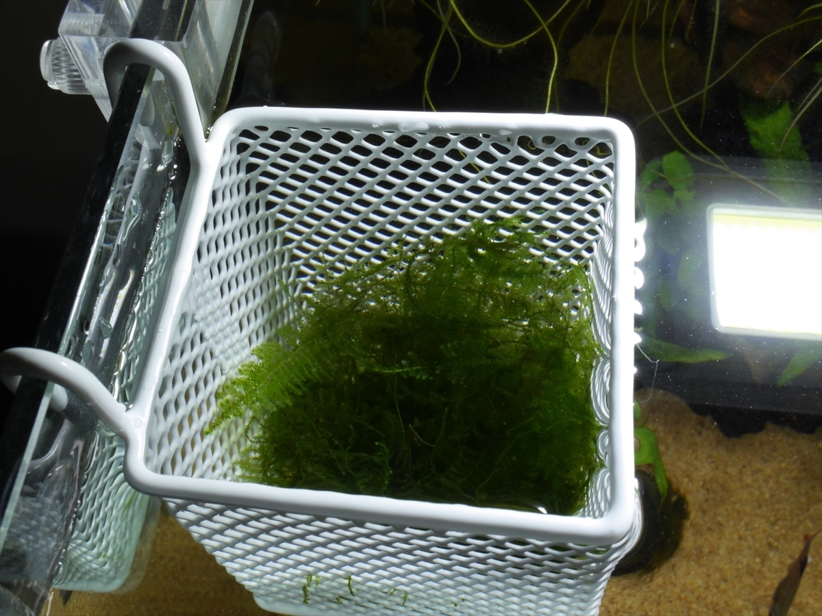 【第四種郵便】専用！活着水草流木　3点 チャーム charm ヤフー店 - 水草付流木（活着性）｜Yahoo