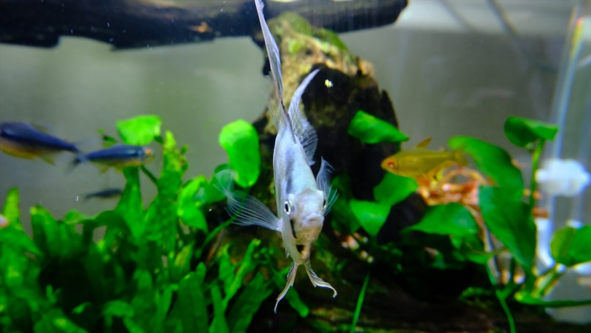 64 以上節約 熱帯魚 外国産 ミックスエンゼルフィッシュ M 約4 6cm 3匹 Shipsctc Org