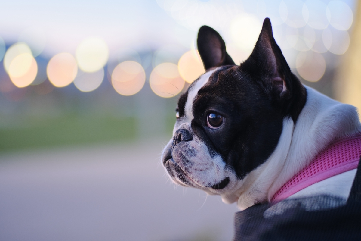 f:id:sidekicks:20190822112452j:plain f:id:sidekicks:20190822112452j:plain