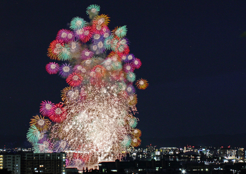 京都新聞写真コンテスト　花怪獣襲来