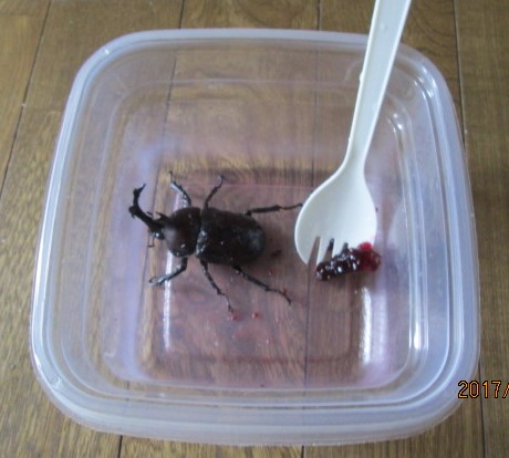 イメージ 5