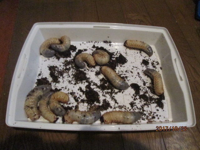 イメージ 8