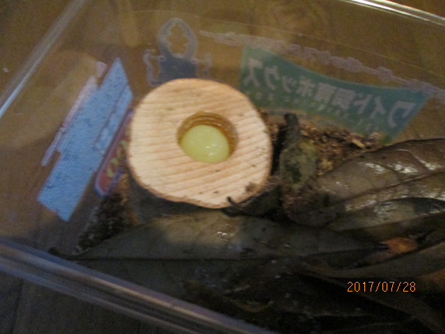 イメージ 5