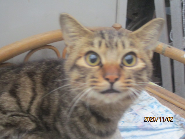 f:id:siegfried9th:20211021210732j:plain