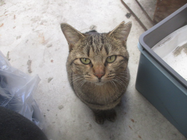 f:id:siegfried9th:20211021213740j:plain