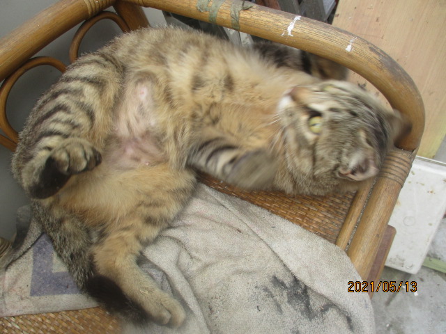 f:id:siegfried9th:20211021214522j:plain