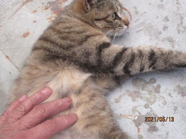 f:id:siegfried9th:20211021214801j:plain