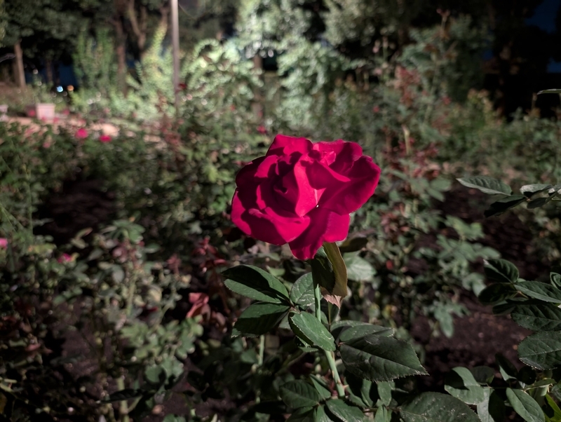 夜のバラ園で撮影したバラの花の写真