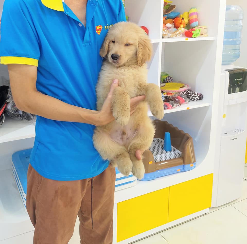 f:id:sieupet:20201225113922j:plain