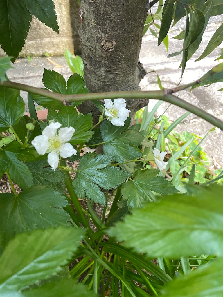 f:id:sifukunoniwa:20260323191554j:image