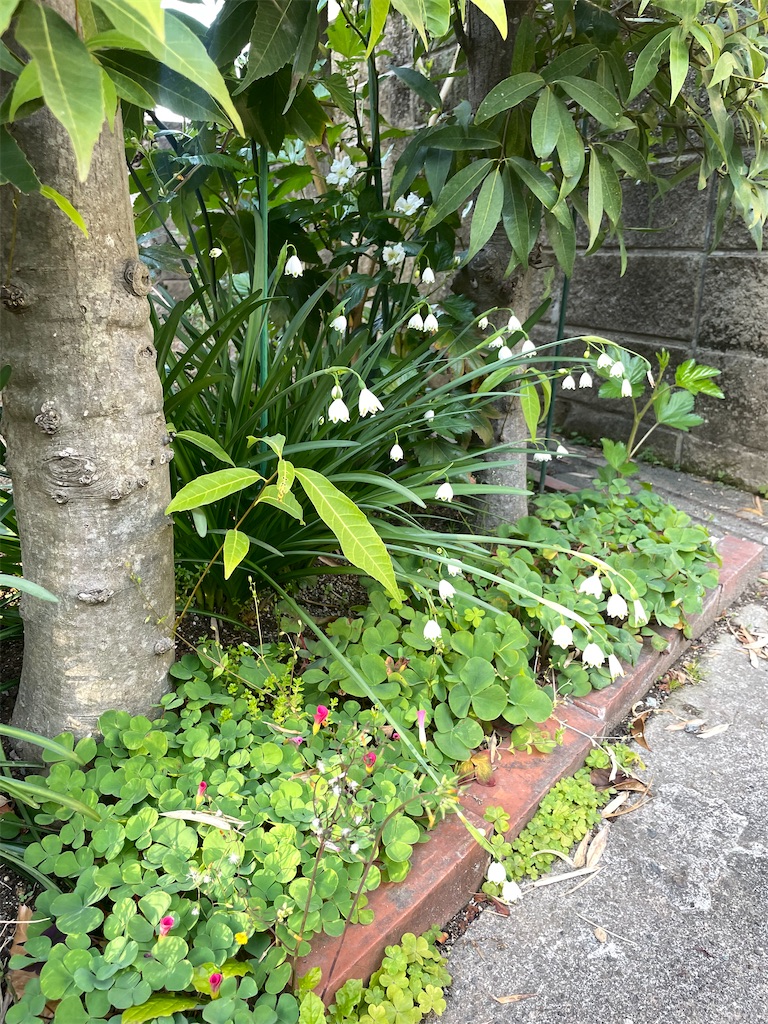 f:id:sifukunoniwa:20260323191710j:image