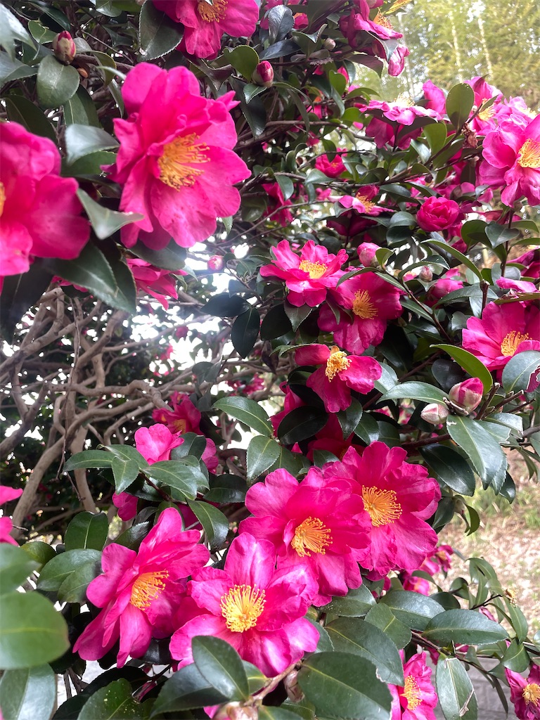 f:id:sifukunoniwa:20260323191716j:image