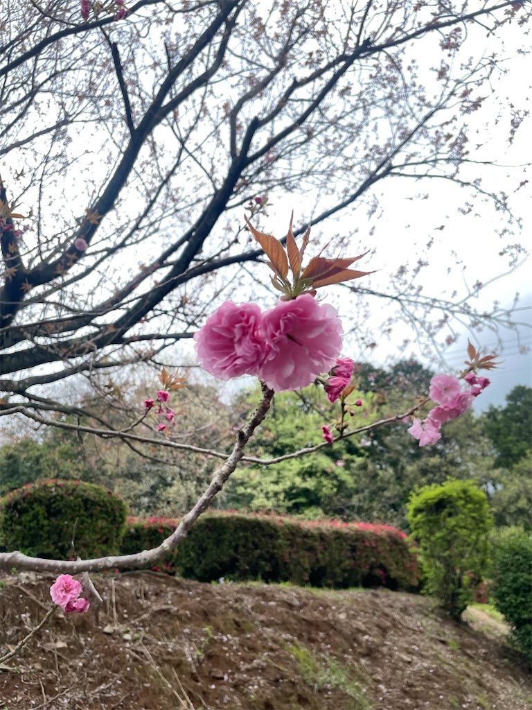 f:id:sifukunoniwa:20260404194547j:image