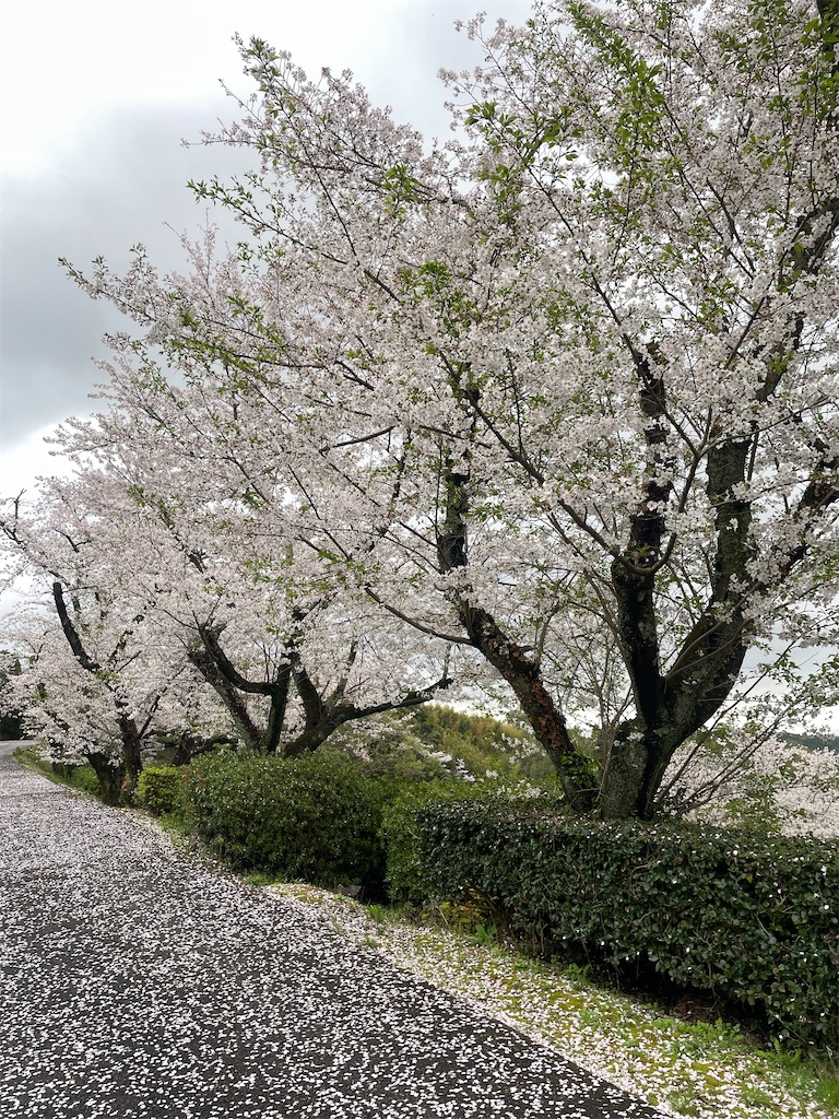 f:id:sifukunoniwa:20260404194552j:image