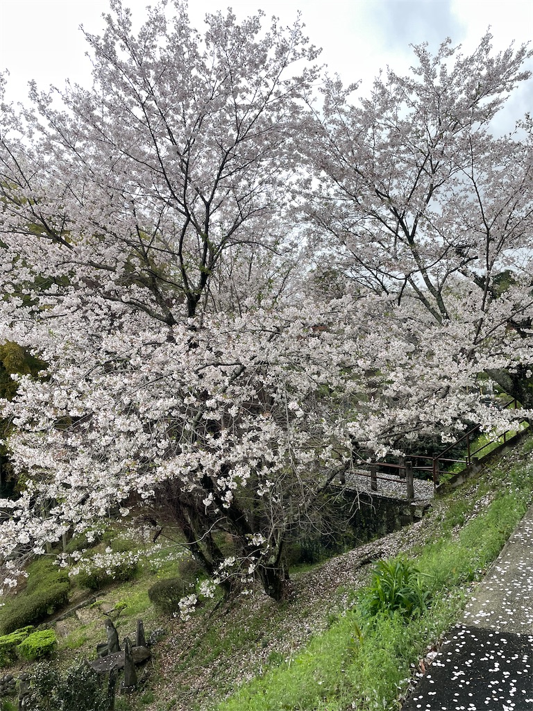 f:id:sifukunoniwa:20260404194555j:image