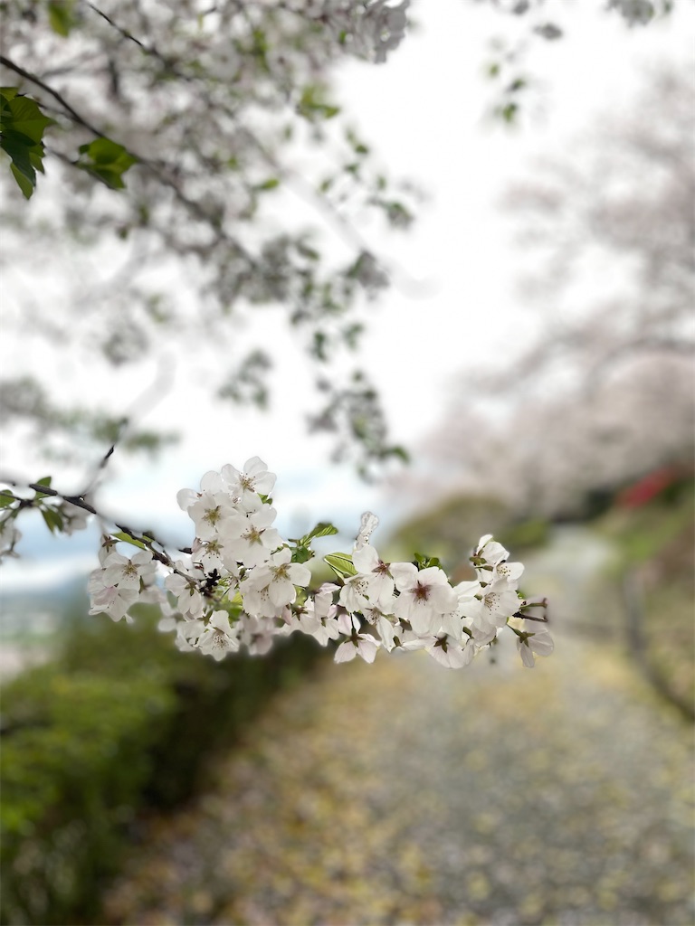 f:id:sifukunoniwa:20260404194646j:image