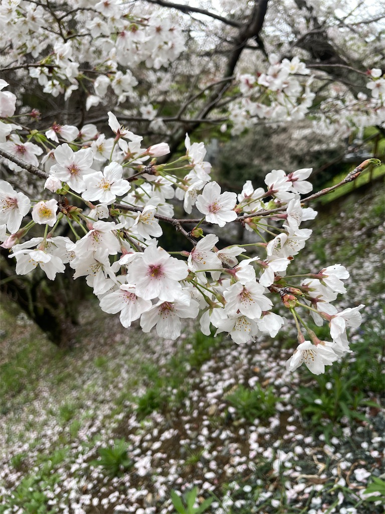 f:id:sifukunoniwa:20260404194649j:image