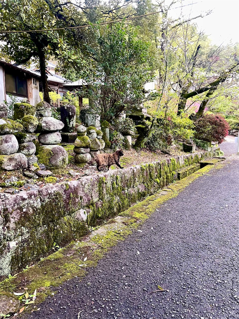 f:id:sifukunoniwa:20260404194709j:image