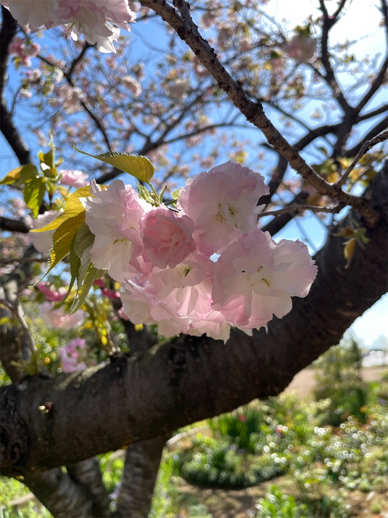 f:id:sifukunoniwa:20260408192008j:image