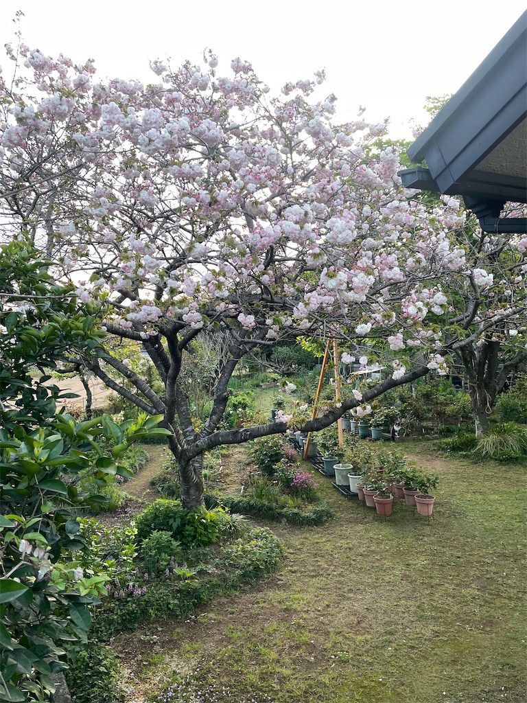 f:id:sifukunoniwa:20260408192017j:image
