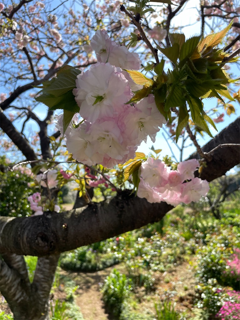 f:id:sifukunoniwa:20260408192023j:image