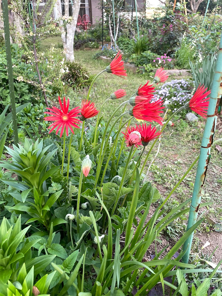 f:id:sifukunoniwa:20260408192127j:image