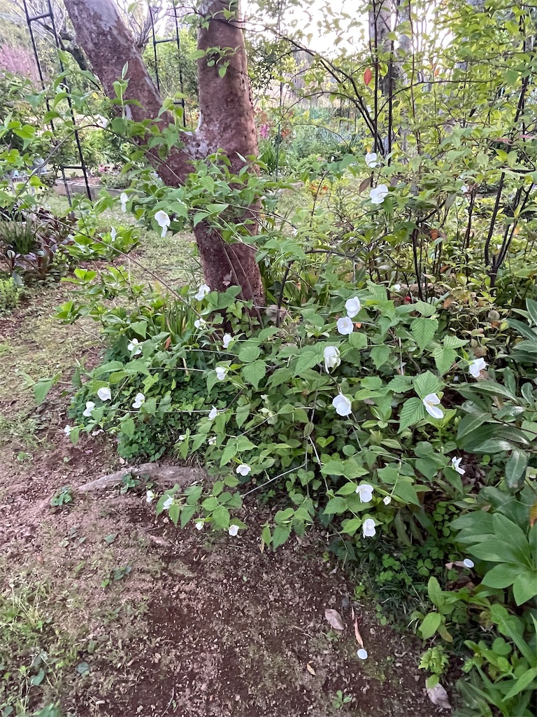 f:id:sifukunoniwa:20260408192330j:image