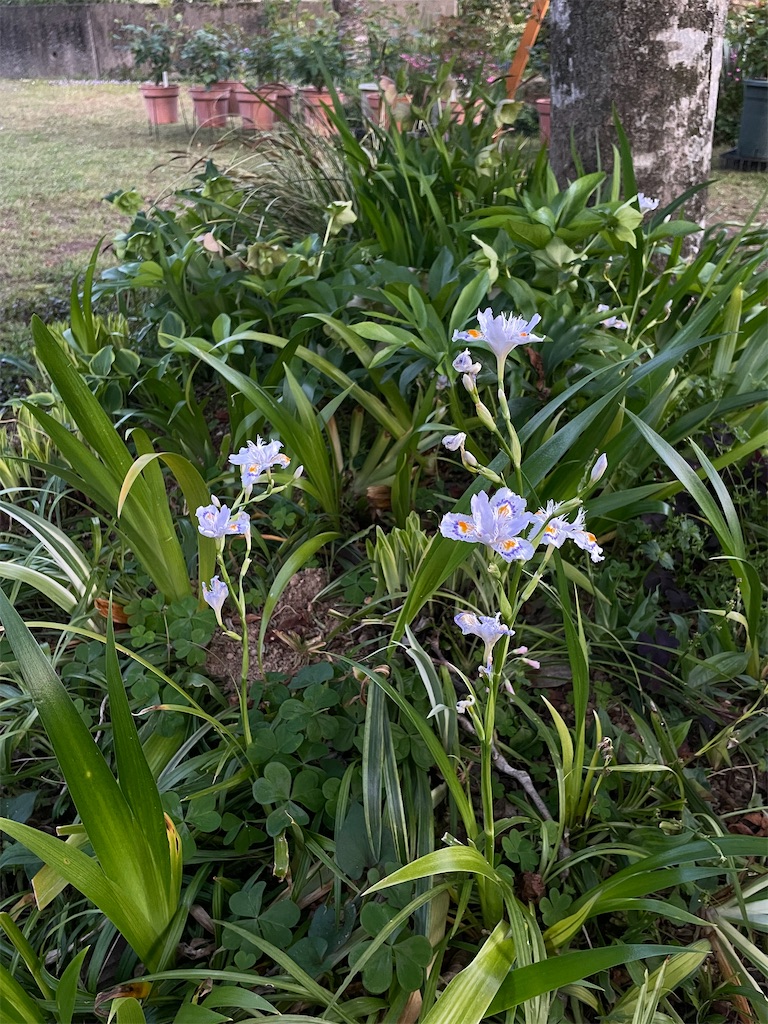 f:id:sifukunoniwa:20260408192422j:image
