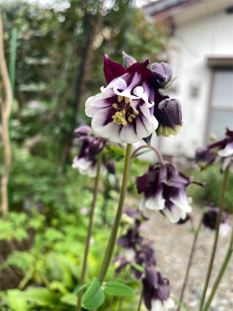 f:id:sifukunoniwa:20260414120851j:image