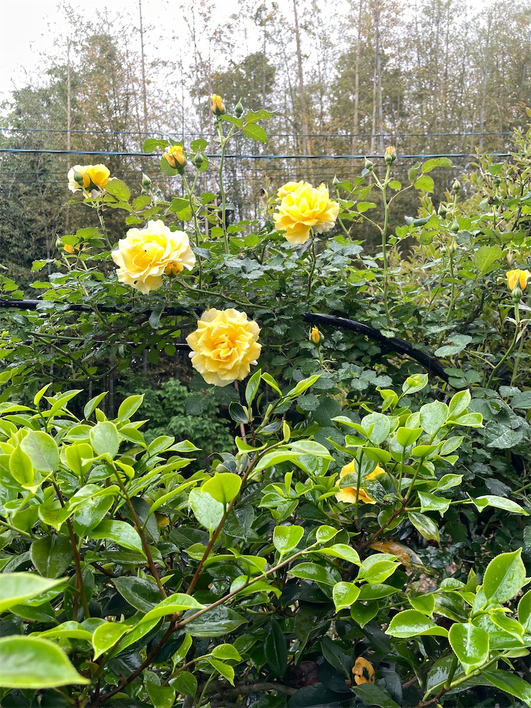 f:id:sifukunoniwa:20260425223934j:image