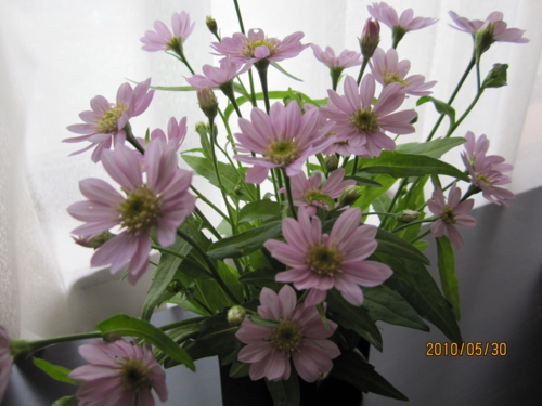 f:id:sige972:20100530120833j:image
