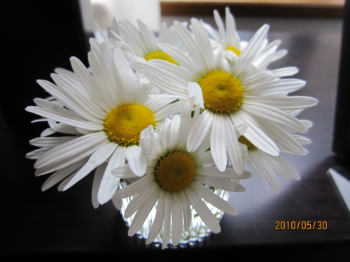 f:id:sige972:20100530162534j:image