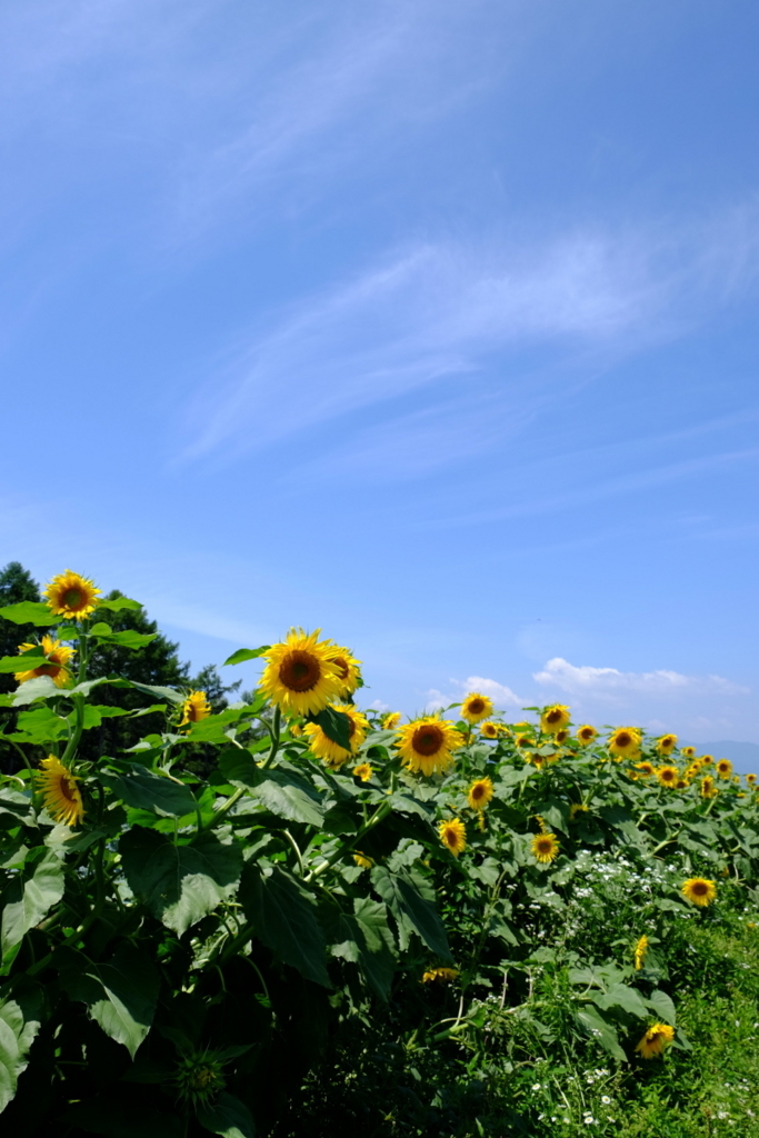 f:id:sigemaro:20180808221152j:plain f:id:sigemaro:20180808221152j:plain
