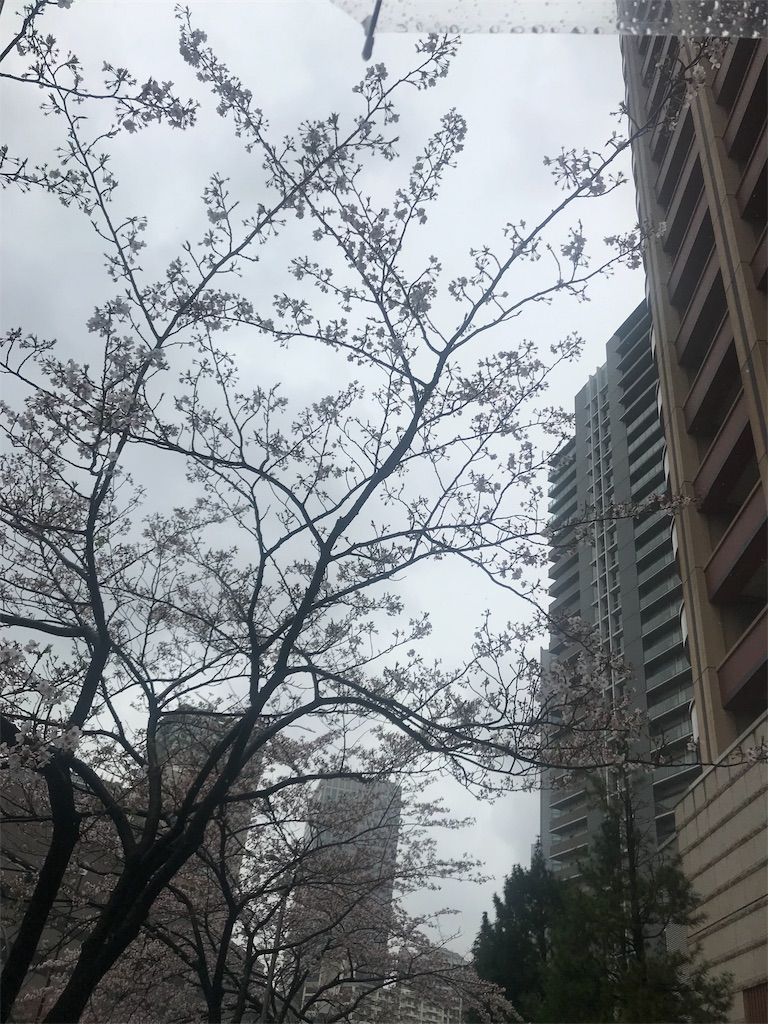 桜は散るからこそ 美しい 株式会社sign 女磨き 始めました