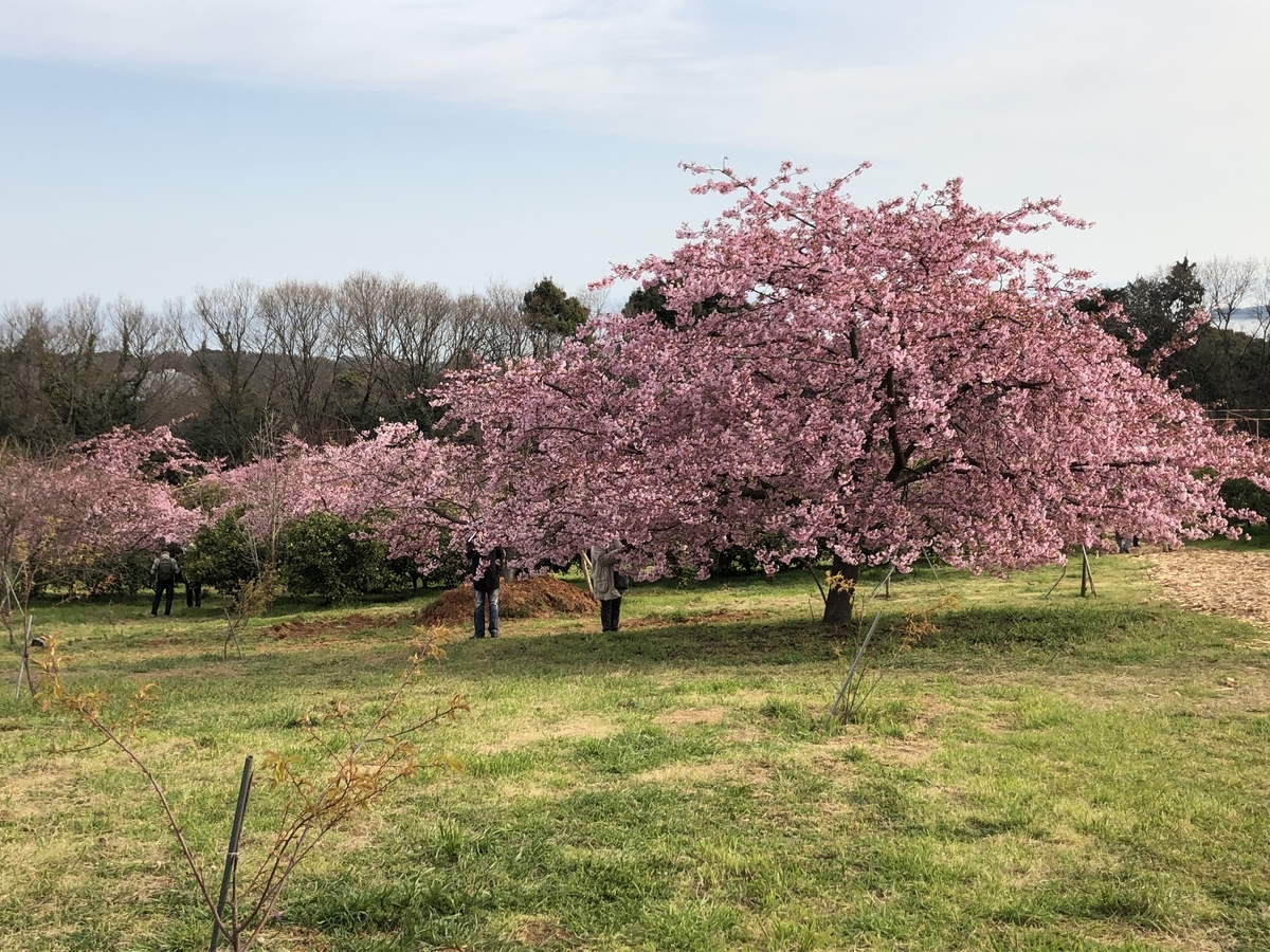 f:id:siguretakura:20190402085331j:plain f:id:siguretakura:20190402085331j:plain