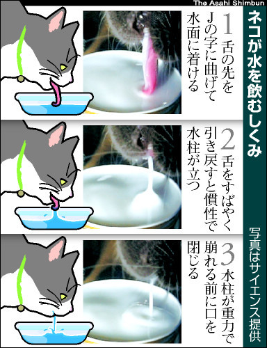 個別「20101112202209」の写真、画像 - 猫イラスト - siitokuuu0027s 猫 
