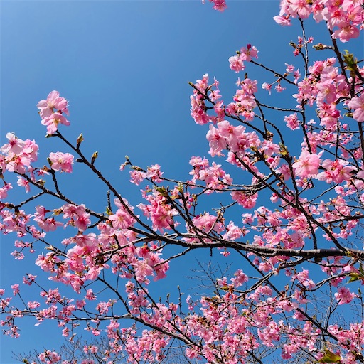 f:id:siji-milife:20230316064942j:image