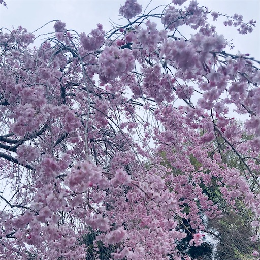 f:id:siji-milife:20260412212823j:image