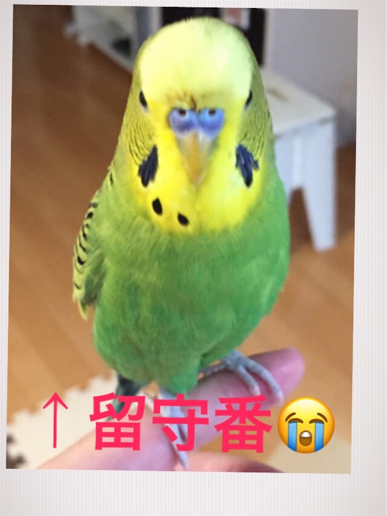 f:id:sik_mgmg:20190417005418j:image f:id:sik_mgmg:20190417005418j:image