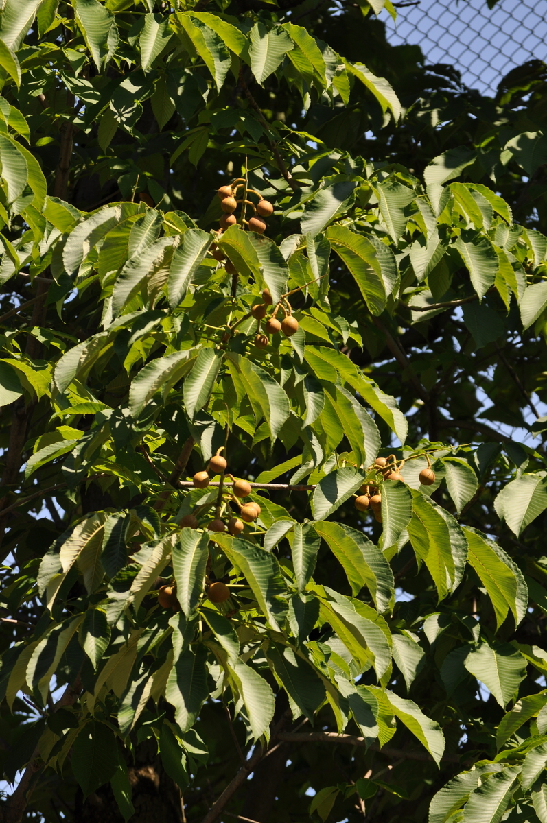 f:id:sika65sgg:20200620185201j:plain