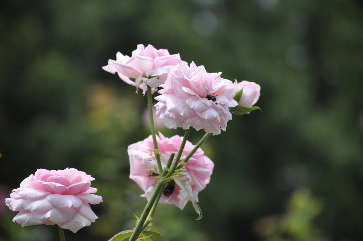 f:id:sika65sgg:20210725153114j:plain