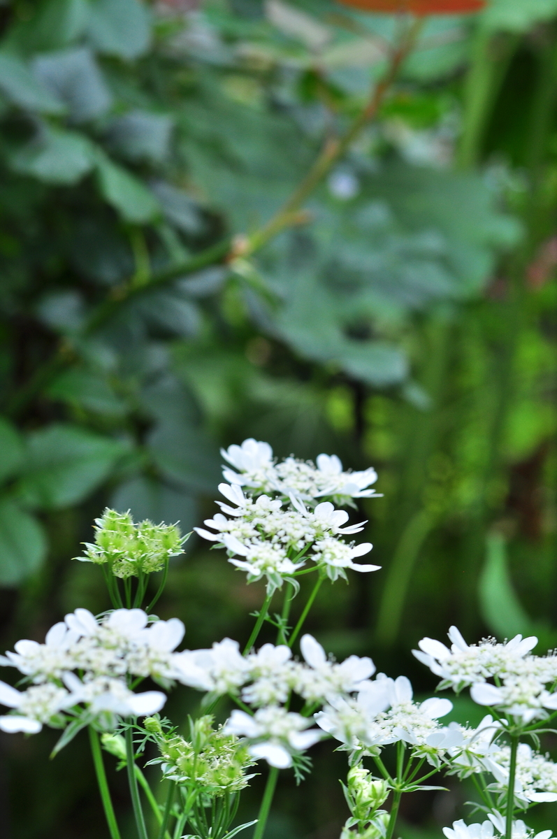 白い花の植物・・・65sgg。 - 65sgg・鹿之助ブログ