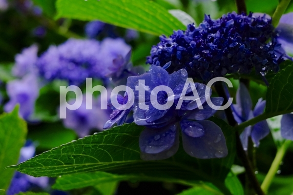 f:id:sikanosuke6:20200521214429j:plain f:id:sikanosuke6:20200521214429j:plain